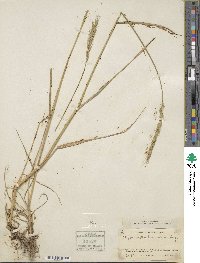 Elymus dahuricus image