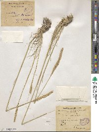 Psathyrostachys juncea image