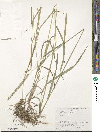 Elymus repens image