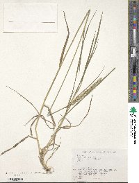 Elymus repens image