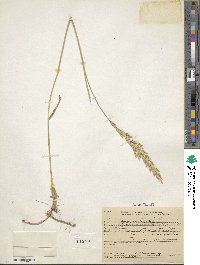 Leymus flavescens image