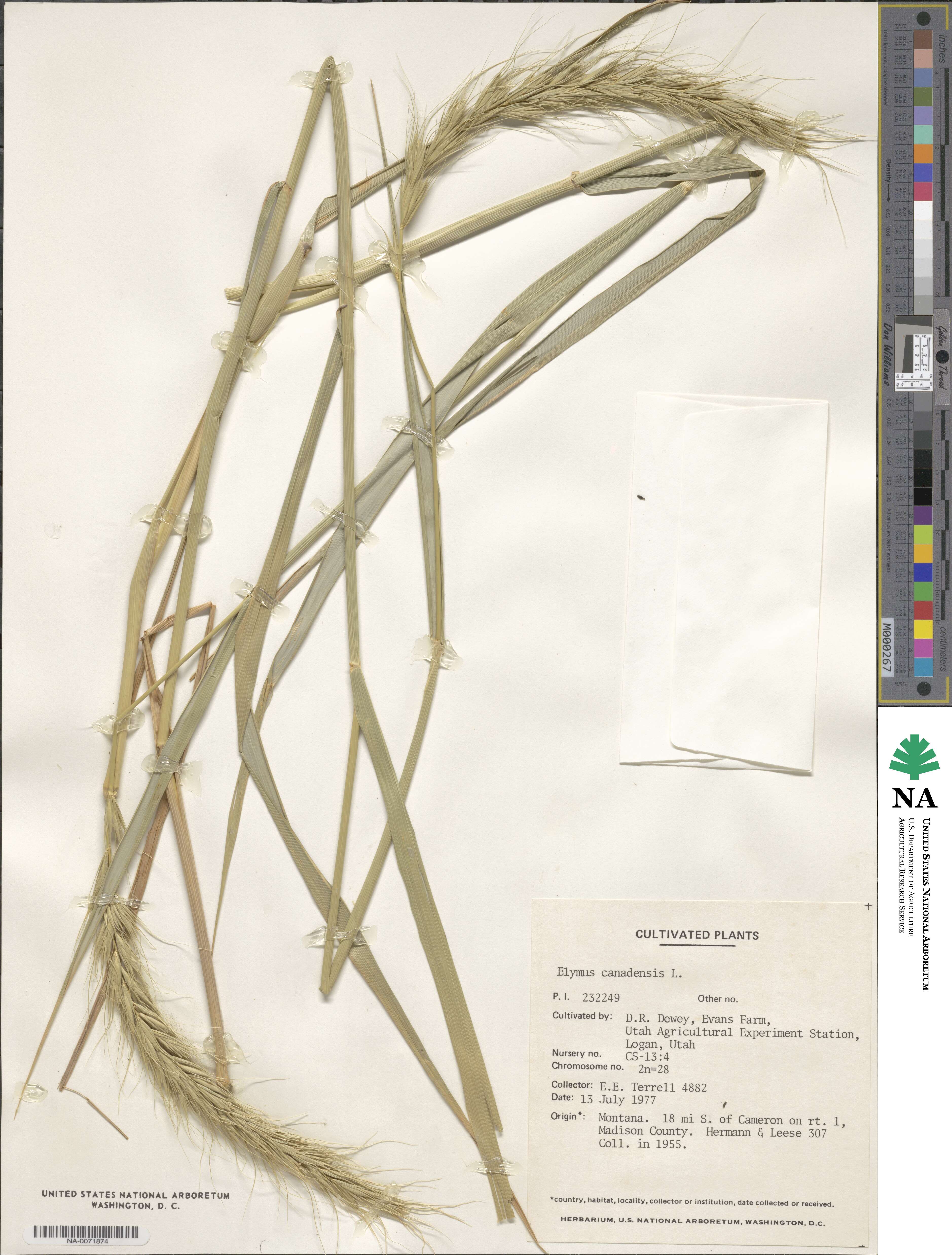 Elymus canadensis image