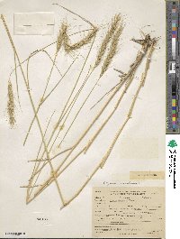 Elymus canadensis var. canadensis image