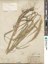 Elymus canadensis image