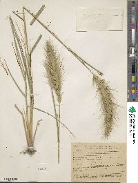 Elymus canadensis var. canadensis image