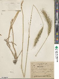 Elymus canadensis image