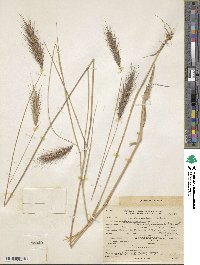 Elymus canadensis image