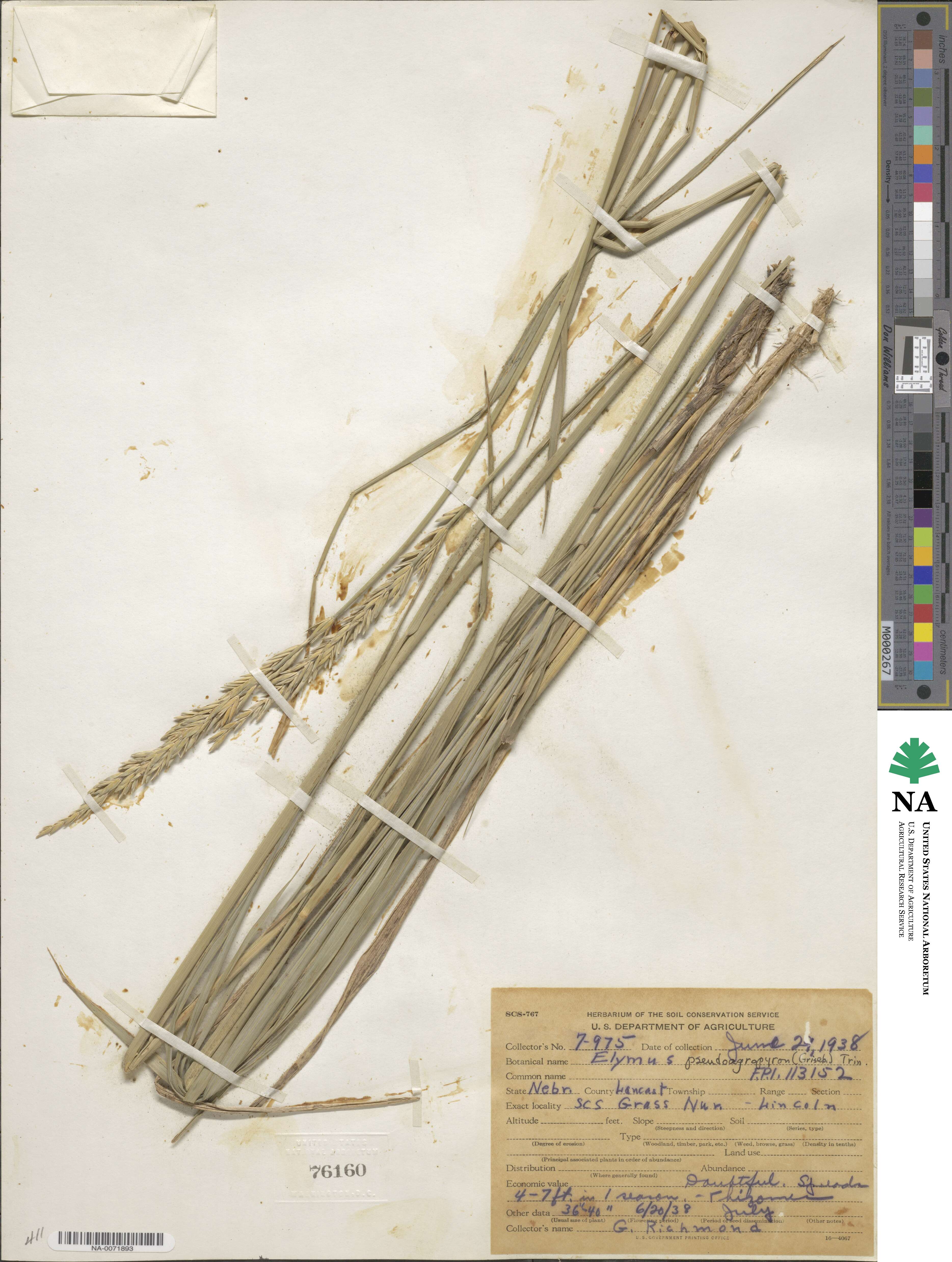 Leymus chinensis image