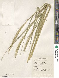 Elymus dahuricus image