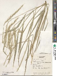 Elymus dahuricus image