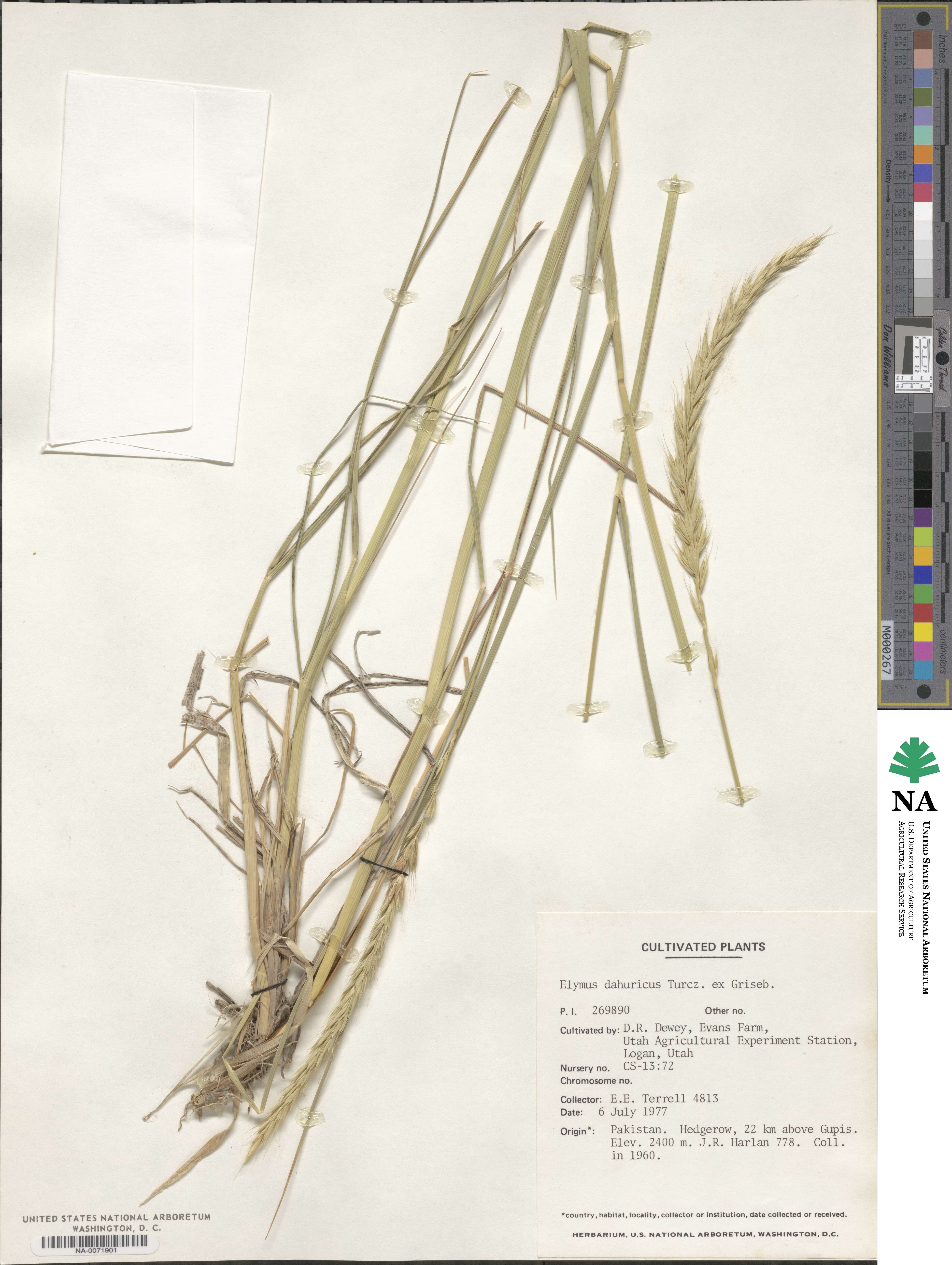 Elymus dahuricus image