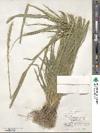 Elymus dahuricus image