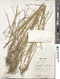 Elymus dahuricus image