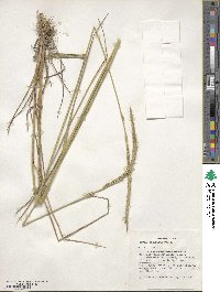 Elymus dahuricus image