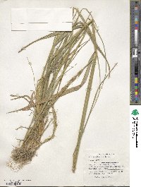 Elymus dahuricus image