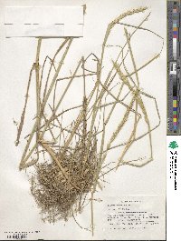 Elymus dahuricus image