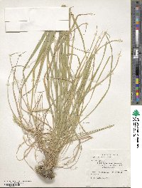 Elymus dahuricus image