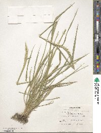 Elymus dahuricus image