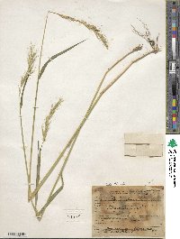 Elymus dahuricus image