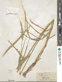 Elymus dahuricus image