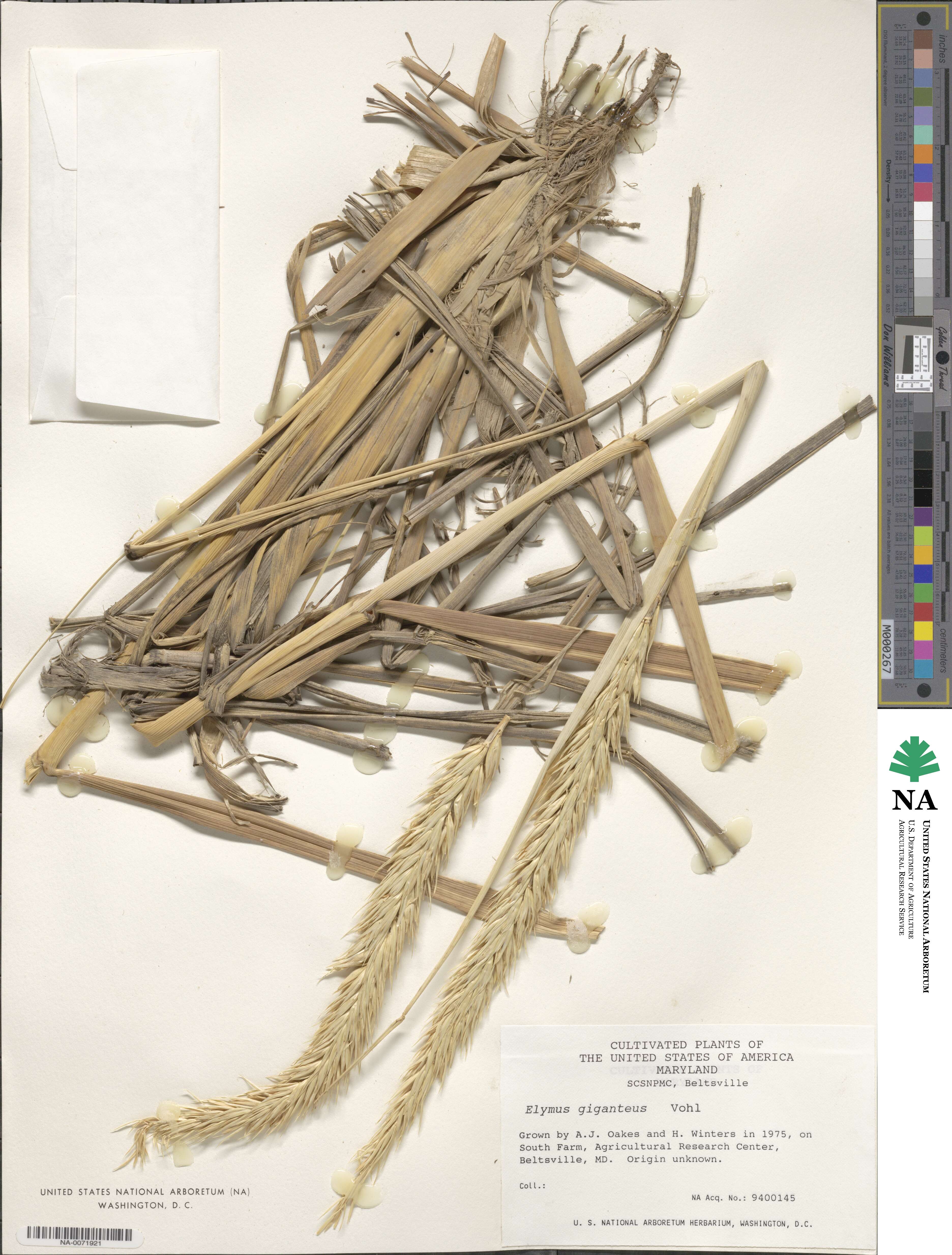 Leymus racemosus image