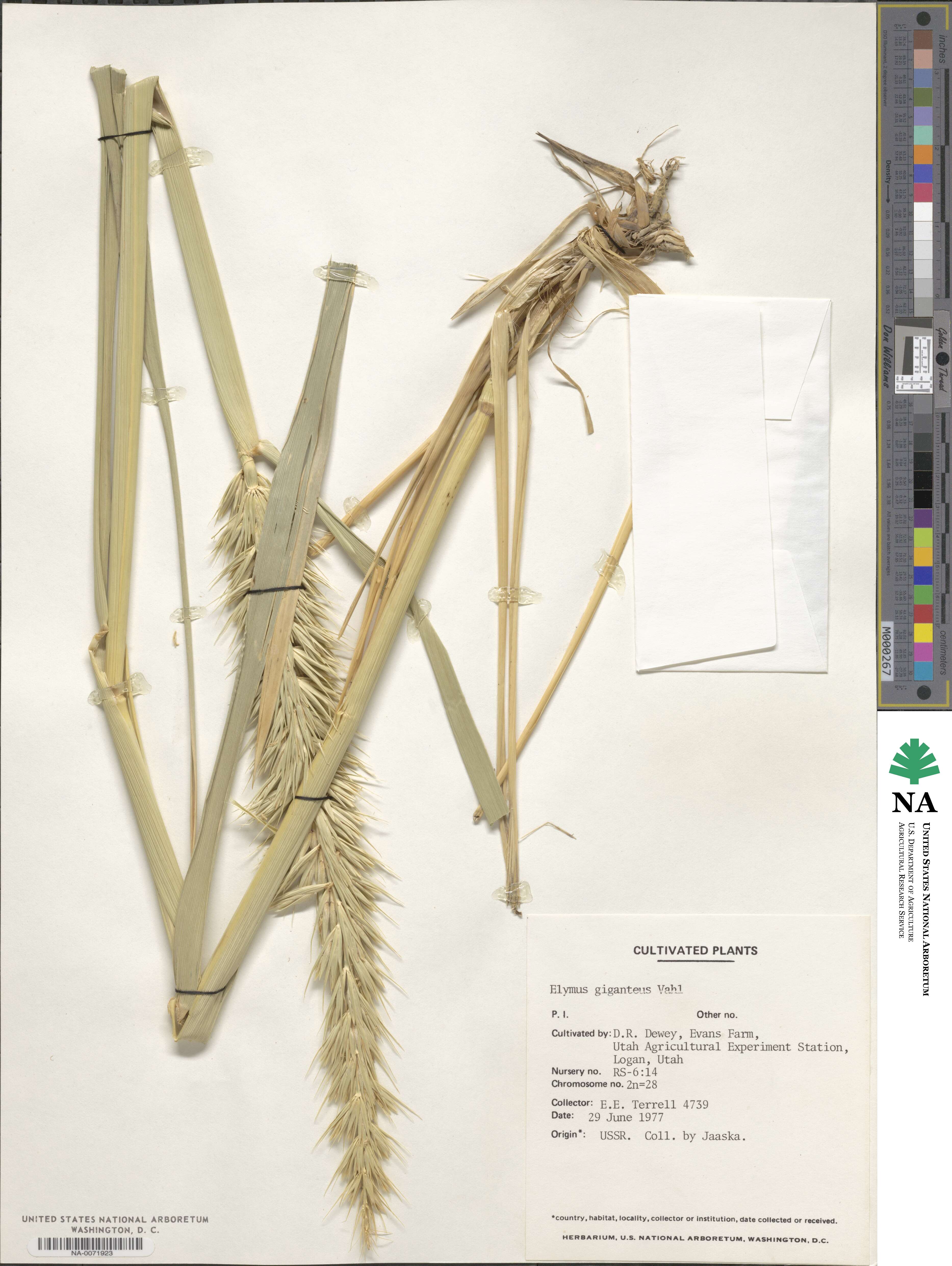 Leymus racemosus image