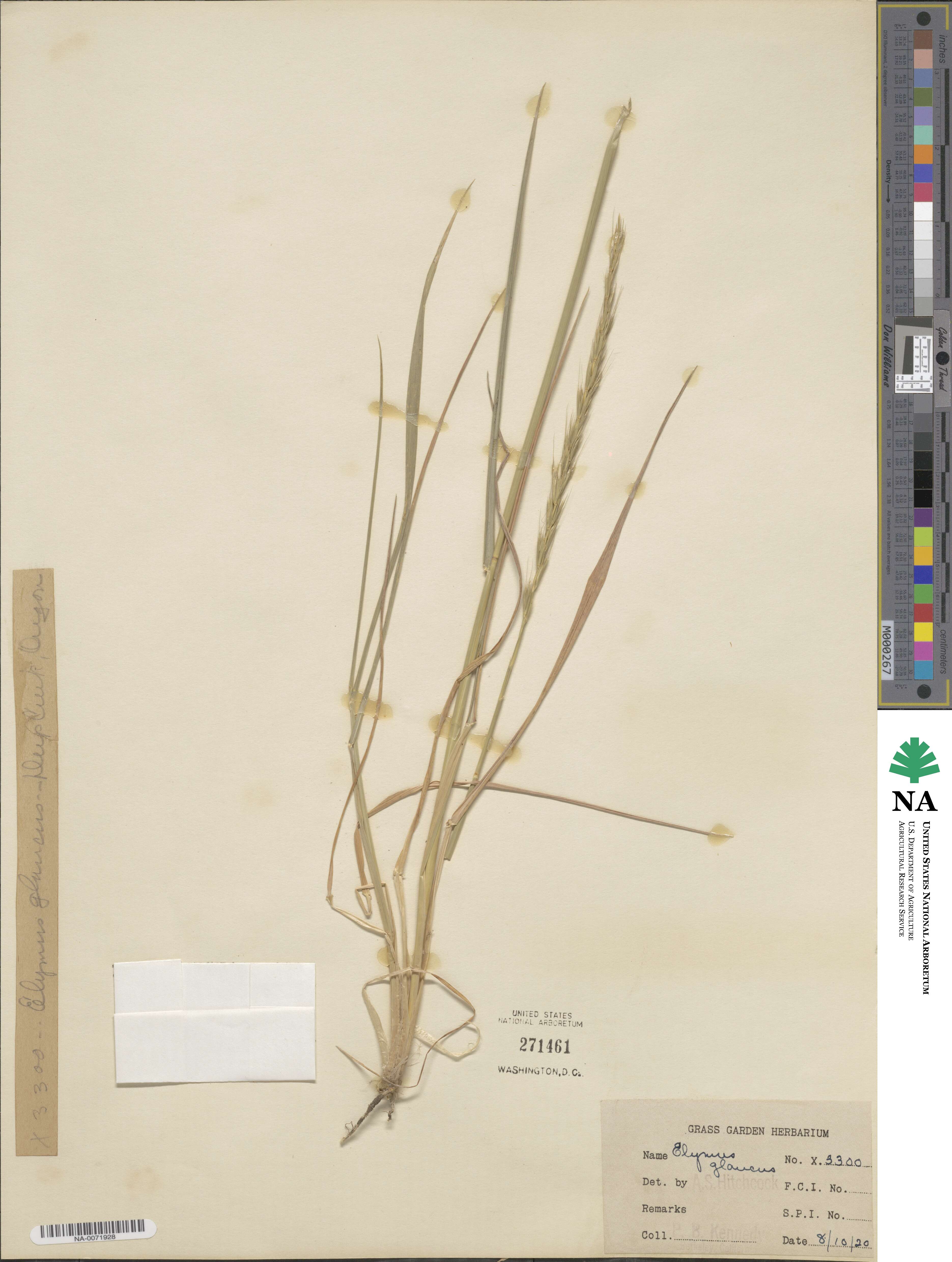 Elymus glaucus image