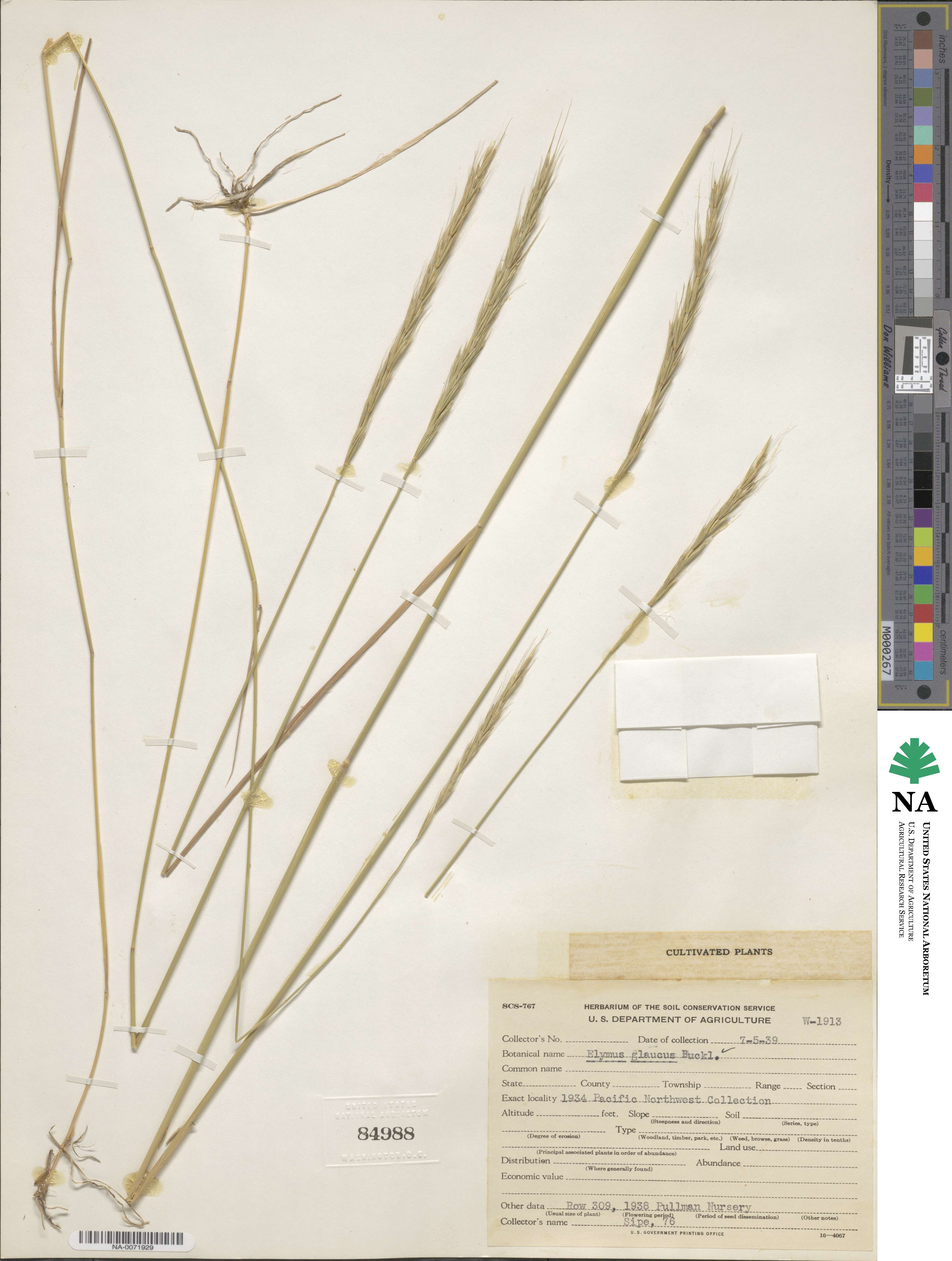 Elymus glaucus image