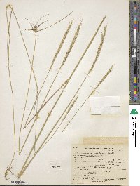 Elymus glaucus image