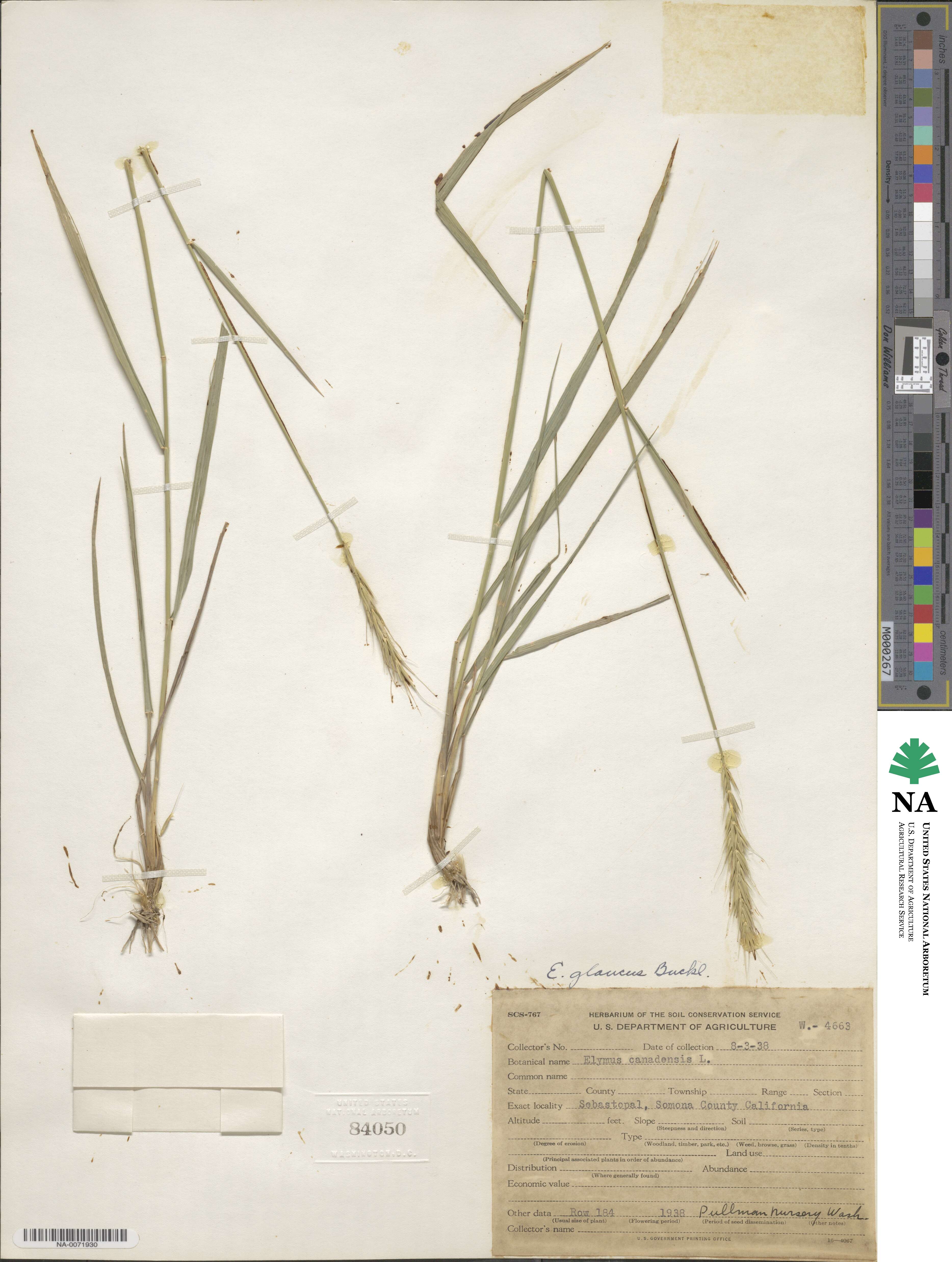 Elymus glaucus image