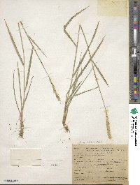 Elymus glaucus image