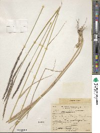 Elymus glaucus image