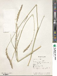 Leymus innovatus image
