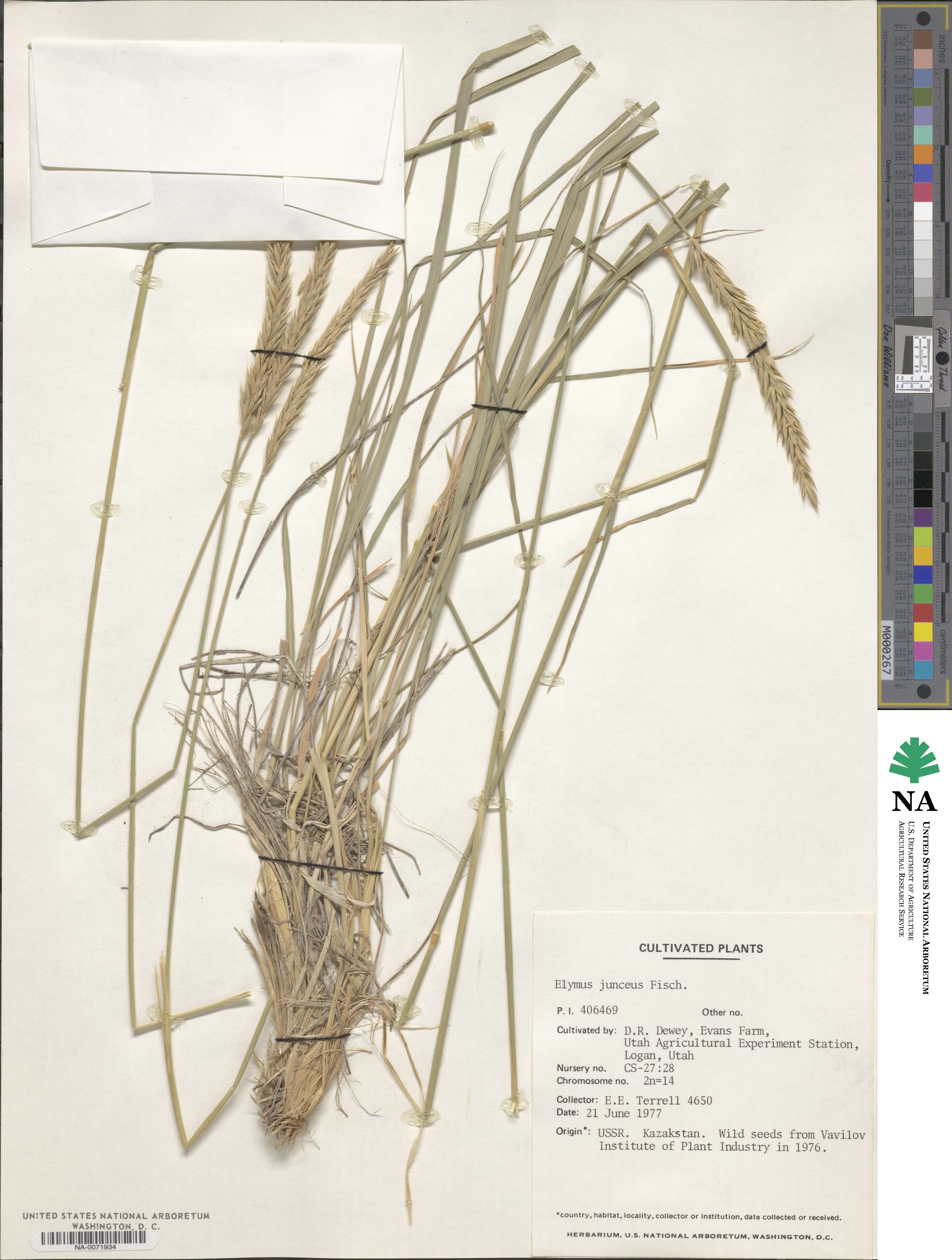 Psathyrostachys juncea image