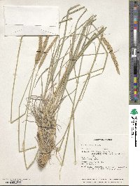 Psathyrostachys juncea image