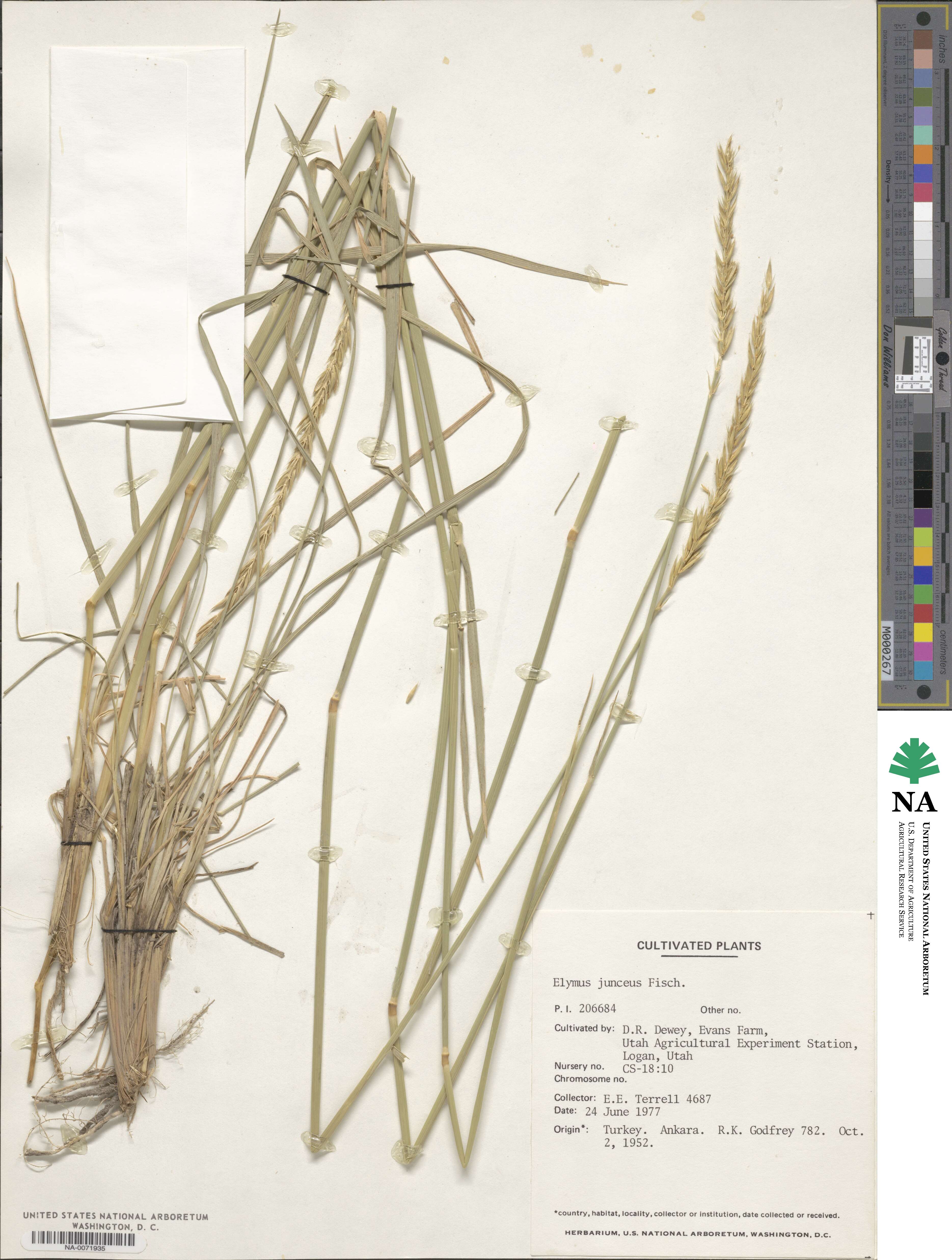 Psathyrostachys juncea image