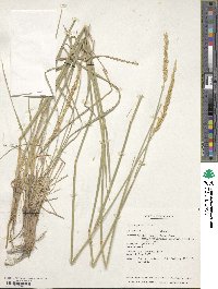 Psathyrostachys juncea image