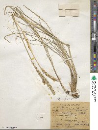 Psathyrostachys juncea image