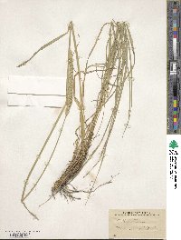 Psathyrostachys juncea image