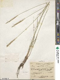 Psathyrostachys juncea image