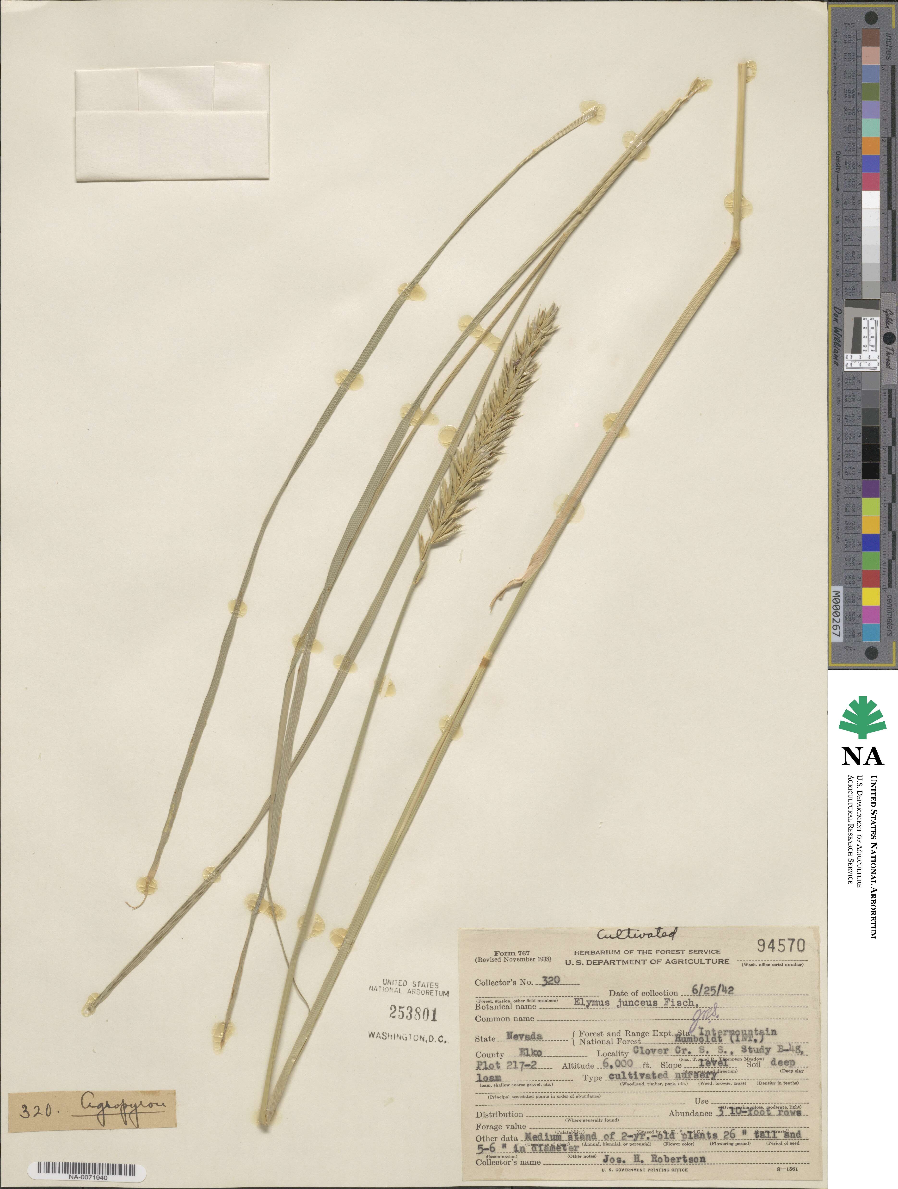 Psathyrostachys juncea image