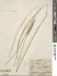 Psathyrostachys juncea image