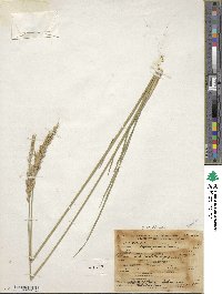 Psathyrostachys juncea image