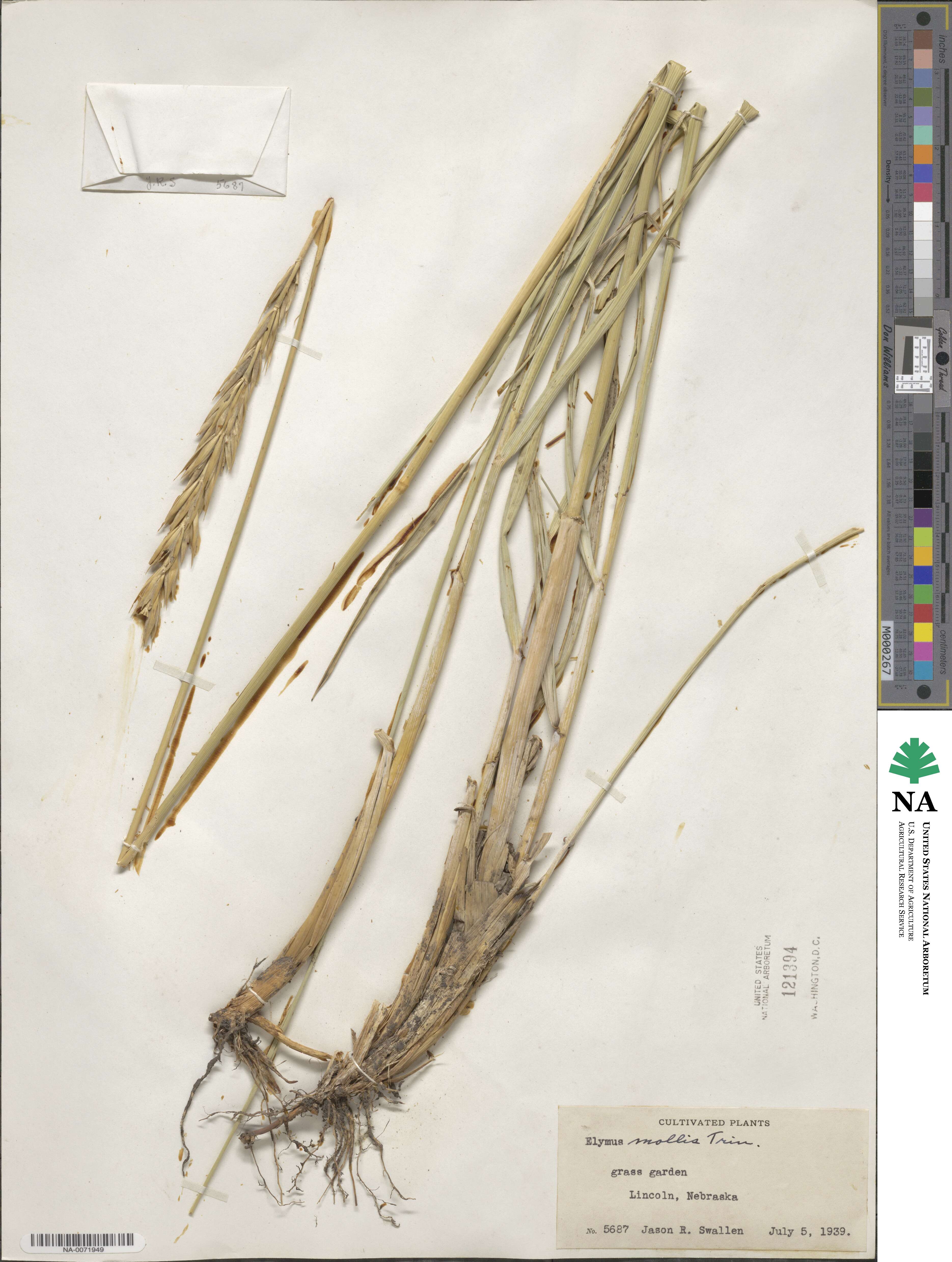 Leymus mollis image