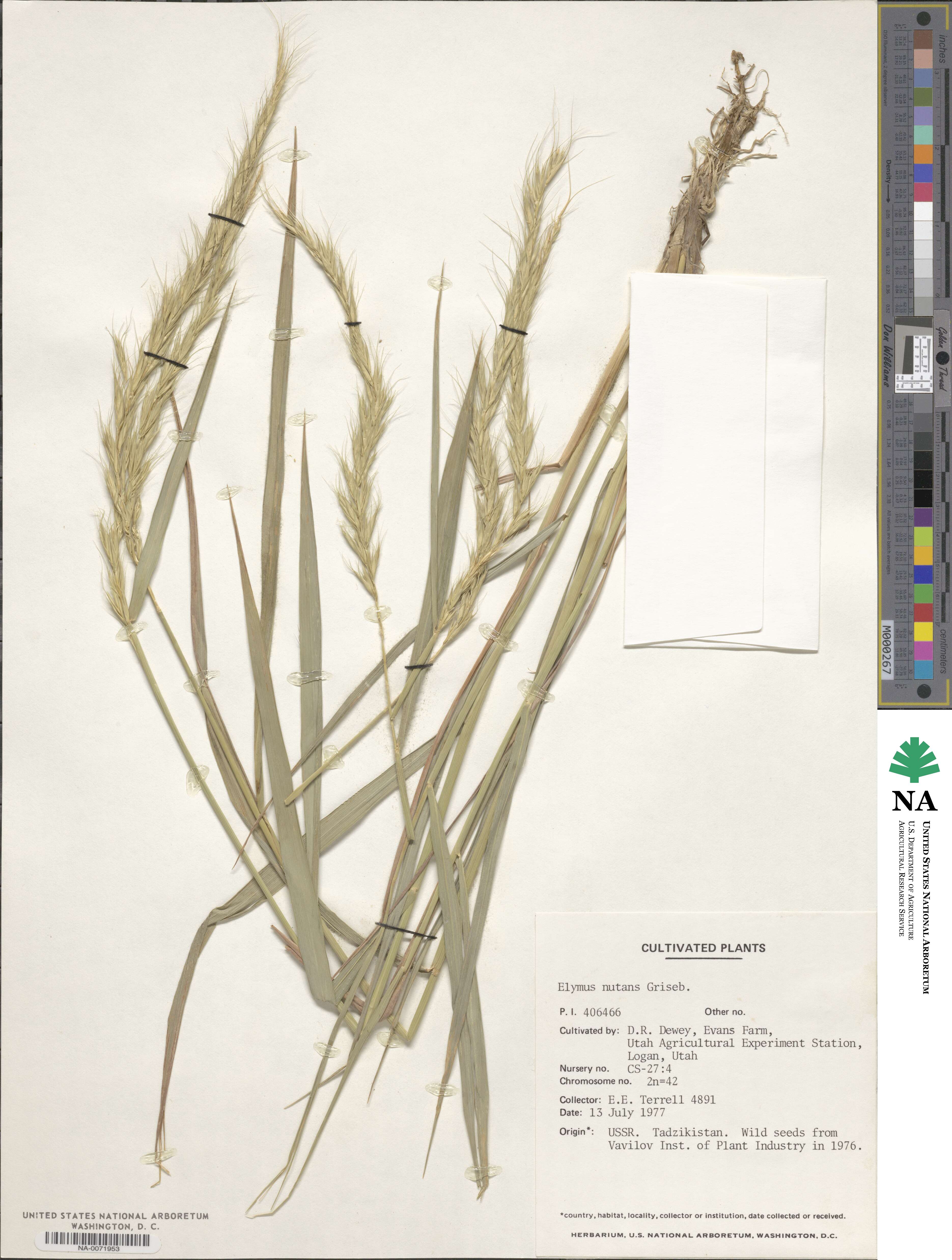 Elymus nutans image