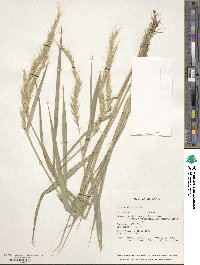 Elymus nutans image