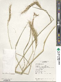 Elymus nutans image