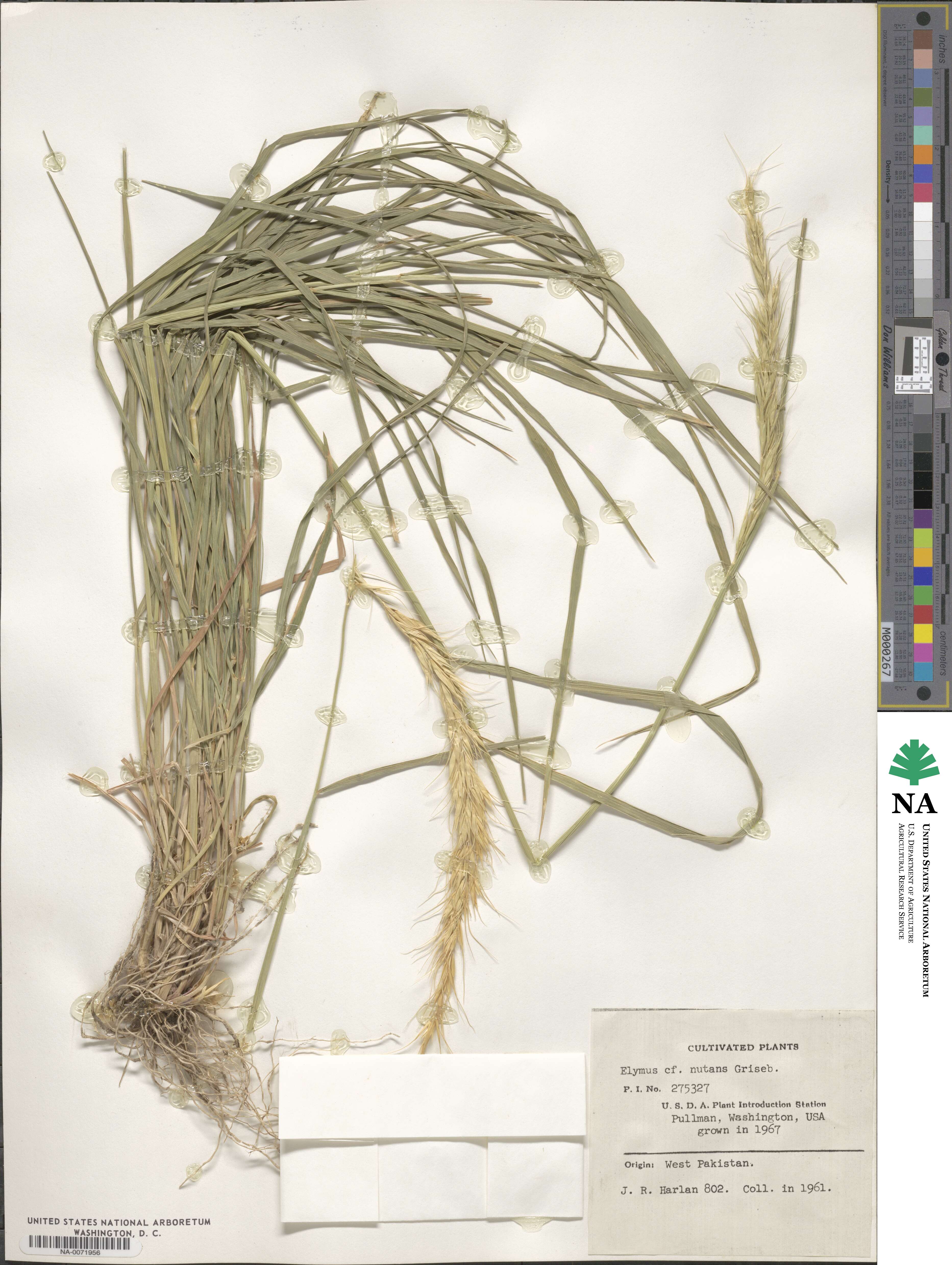 Elymus nutans image