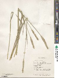 Elymus patagonicus image