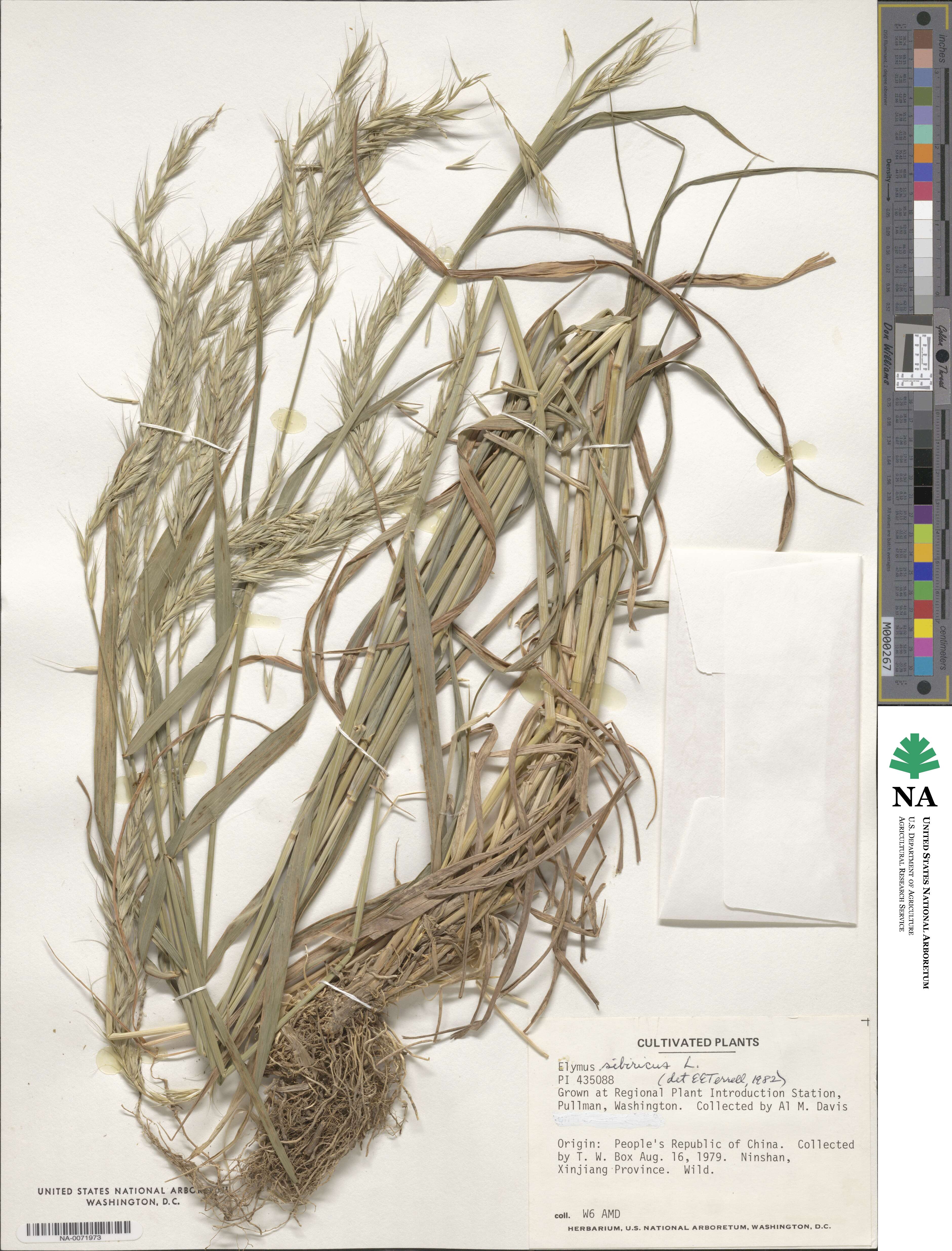 Elymus sibiricus image